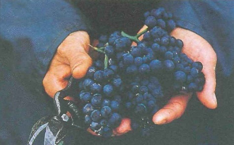 красный виноград